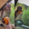 Monkey Receiving An Orange 07072020144913.jpg