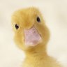duck that quacks